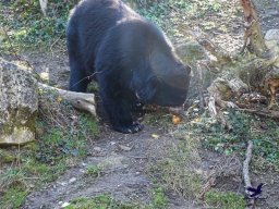Tiergarten Schönbrunn am 05.03.2026